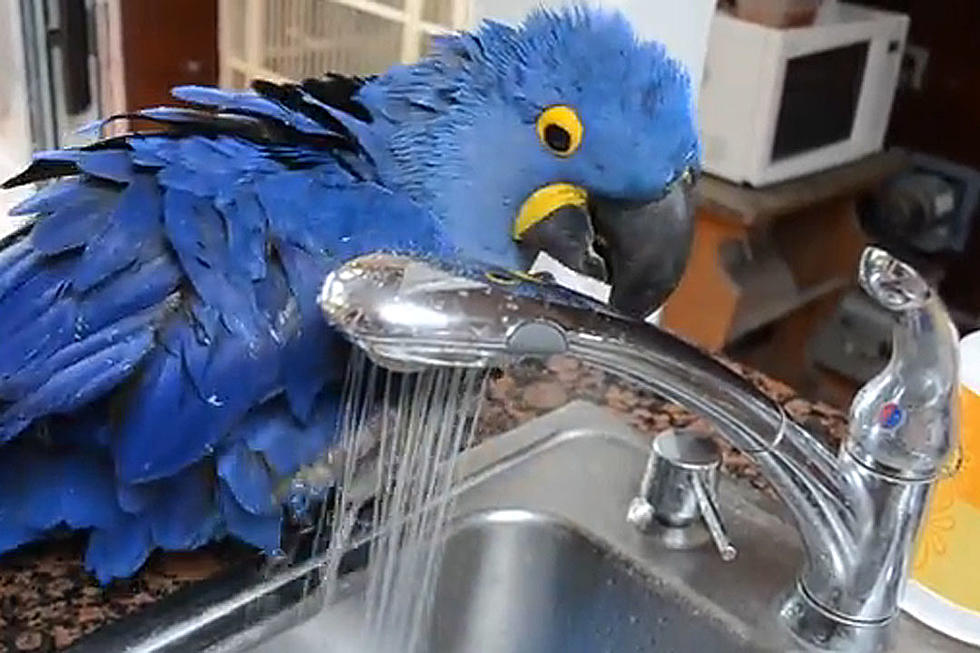 Wanna Watch a Parrot Bathe in a Sink? You Know You Do