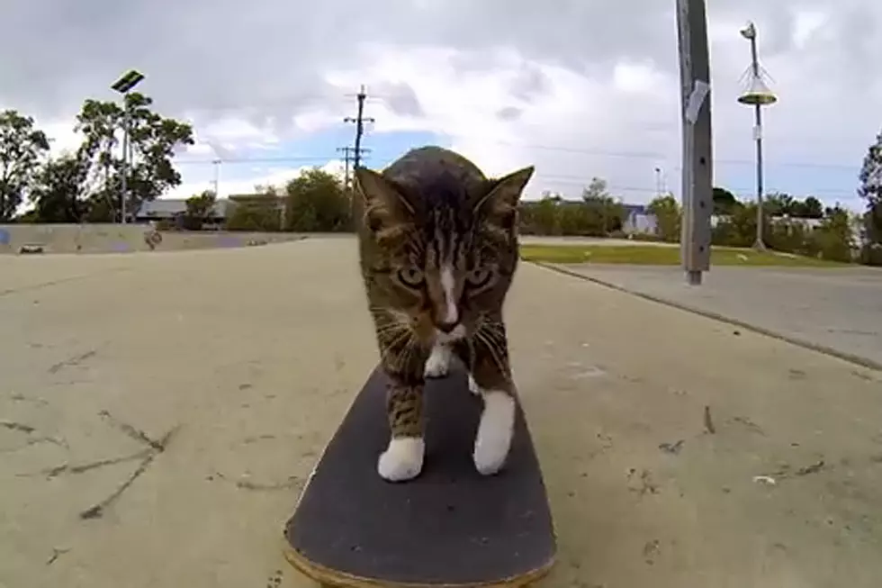 Skateboarding Cat Is 100% Pure Internet Gold [VIDEO]