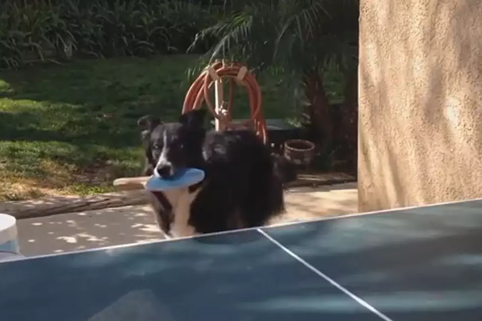 Athletically Gifted Dog Dominates in Ping Pong