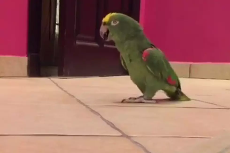 This Bird’s Eerie Laugh Will Totally Creep You Out