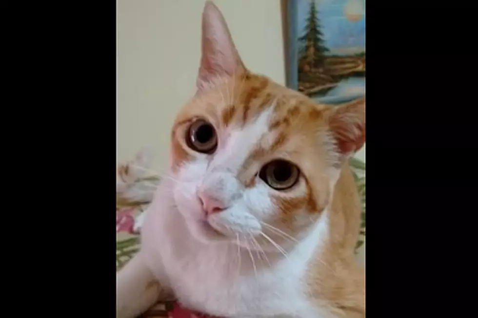 Cat Singing ‘If You’re Happy and You Know It’ Is Utterly Adorable