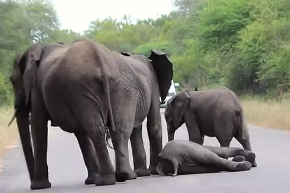 Herd of Elephants Rescue Stuck Elephant Calf in Tender Moment
