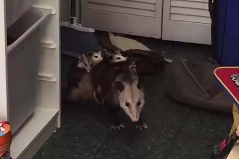 Nothing to See Here — Just a Family of Possums Living in a Woman’s Closet