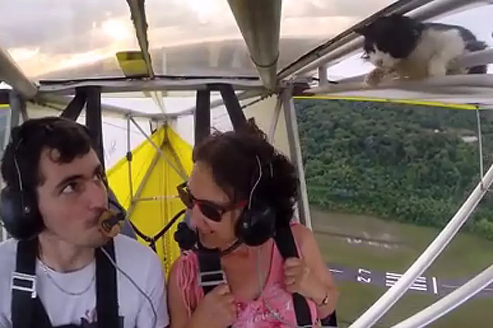Cat Sneaks Onto Glider, Gets Wild Ride of Its Life
