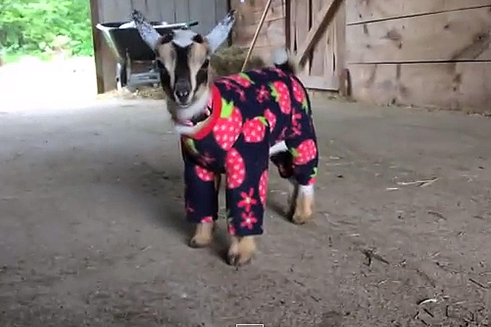 Baby Goats Wearing Pajamas! Baby Goats Wearing Pajamas!