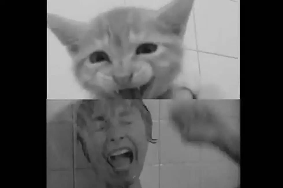 Cats Purr-Fectly Re-Create Famous ‘Psycho’ Shower Scene
