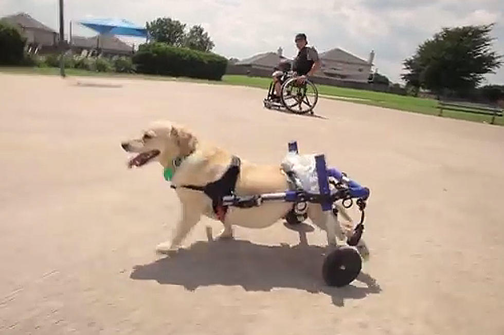 Man in Wheelchair Is Best Bud With Dog in Wheelchair