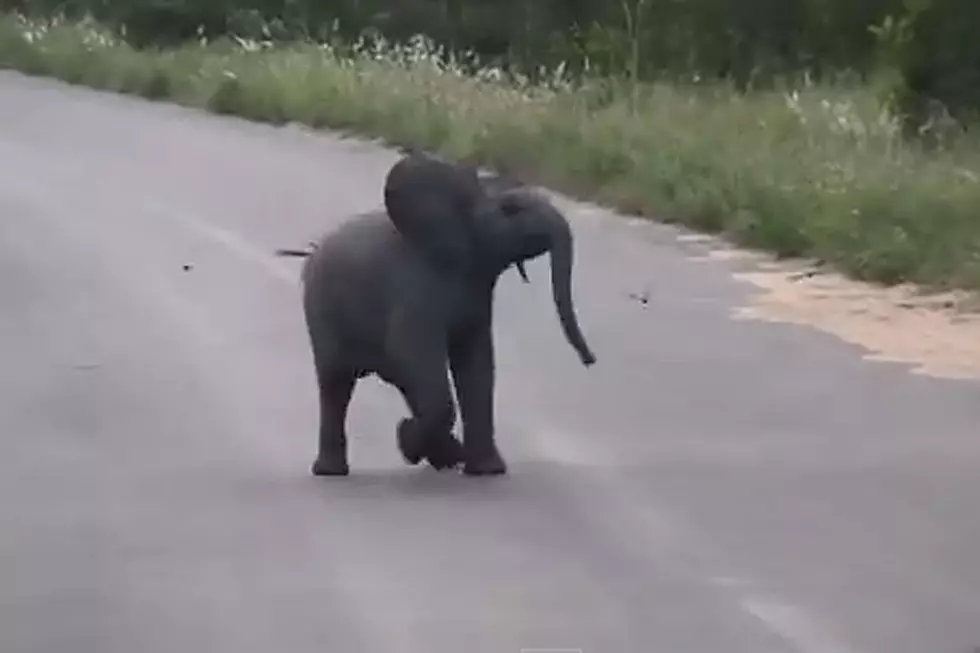Baby Elephant Chasing Birds Is the Delight We All Need