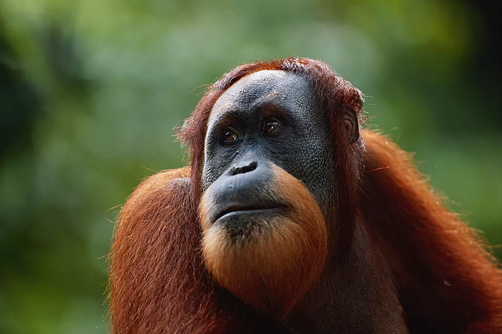 Orangutan Kissing Pregnant Woman's Belly Is Sooooo Sweet