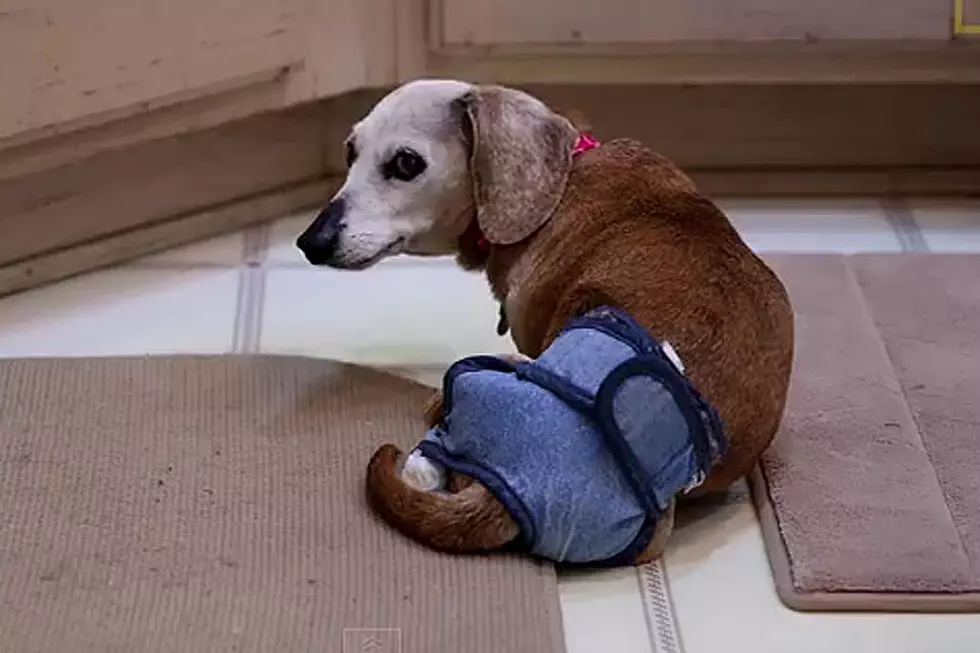 Life at This Dog Retirement Home Will Break Your Heart