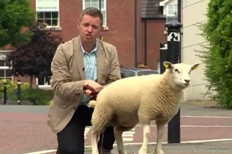 Sheep Pees on Reporter, What Else Is There to Say?