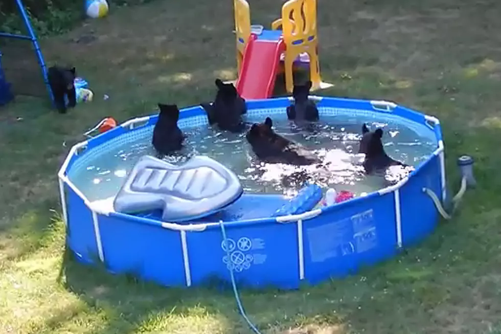 Family of Bears Enjoys Backyard Pool Party at Family’s Home