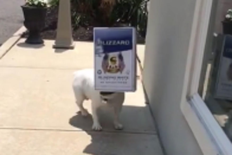 Adorable Dog Walking With Box Over Face Is Why You’re Smiling Today