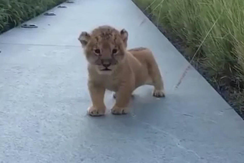Watch Teeny Lion Cub Desperately Try and Let Out a Monster Roar