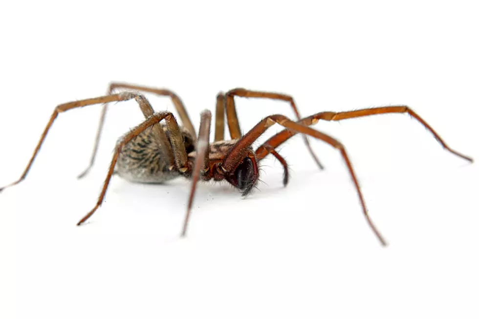 Brown Recluse Spiders Discovered In Mid-Michigan Garage