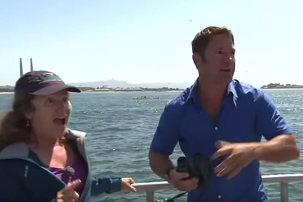TV Host Goes Totally Bonkers After Spotting Blue Whale