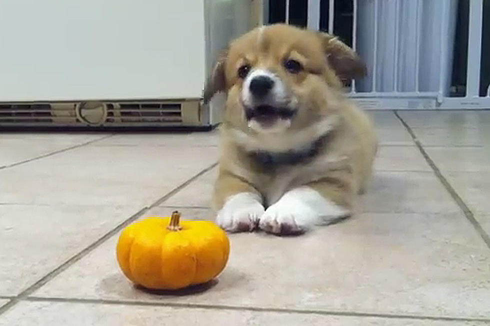 Yappy Dog Has Some Major, Major Issues With Pumpkin