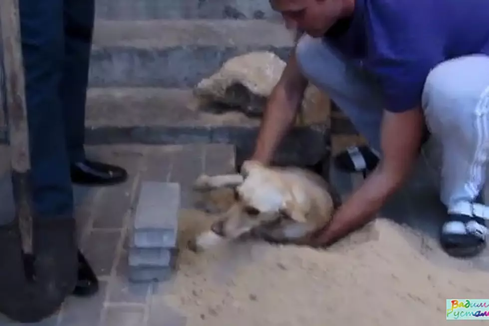 Pregnant Dog Trapped Under Sidewalk Miraculously Rescued