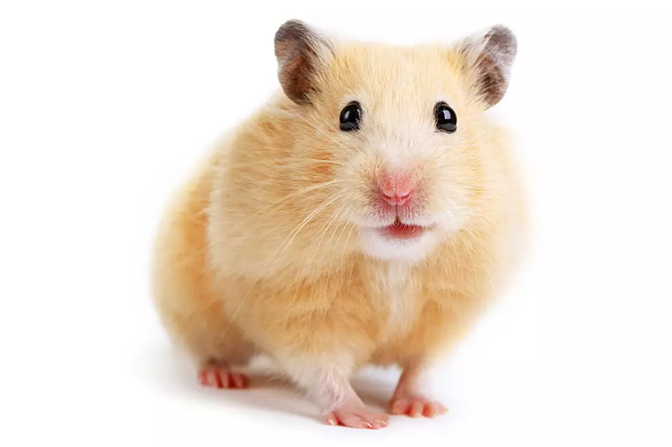 Backflipping Hamster May Be the Next Internet Hero