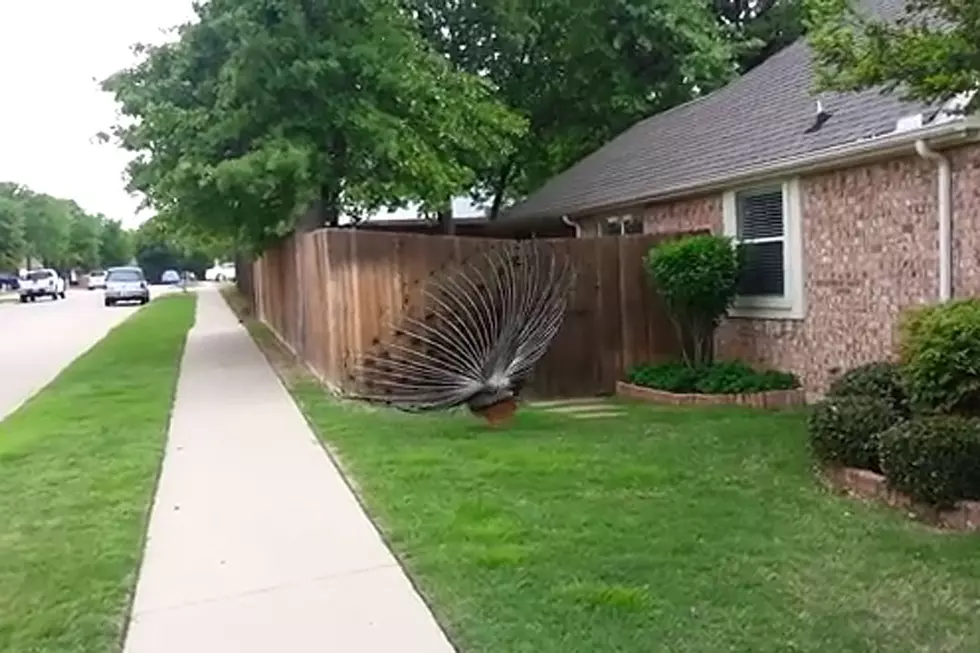 Squawking Peacocks May Make Your Ears Bleed [VIDEO]