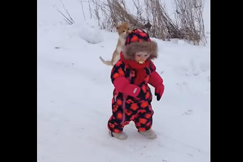 Mean Cat Body Slams Poor Kid Playing in the Snow