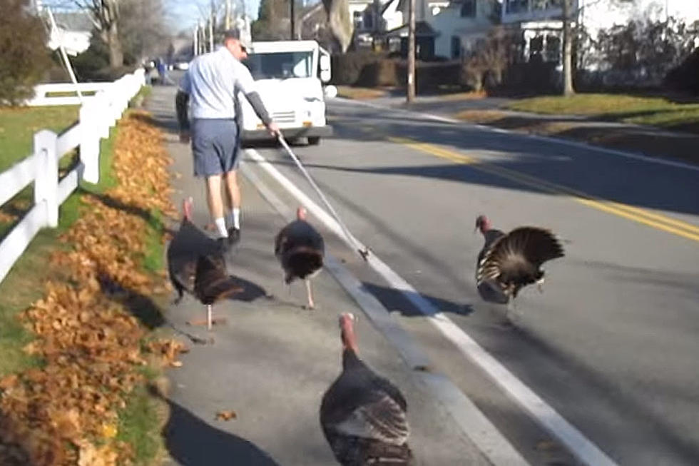 Mailman Finds Simple Way to Stop Turkeys From Harassing Him