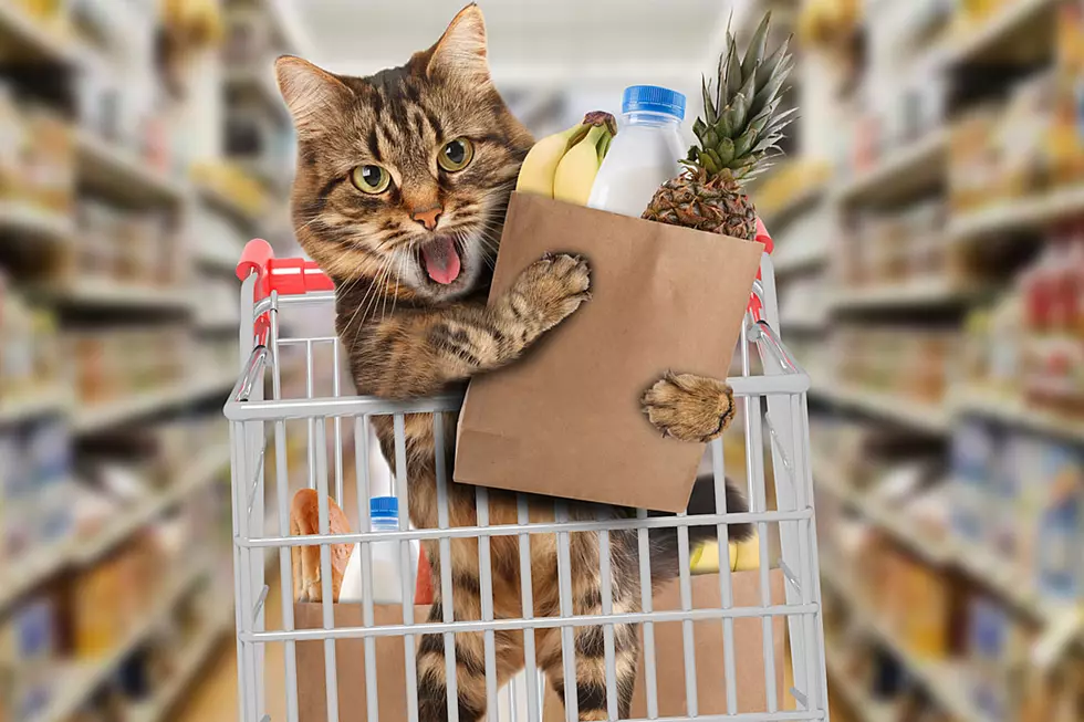 Cat With Serious ‘Tude Turns Supermarket Into His Sweet Pad