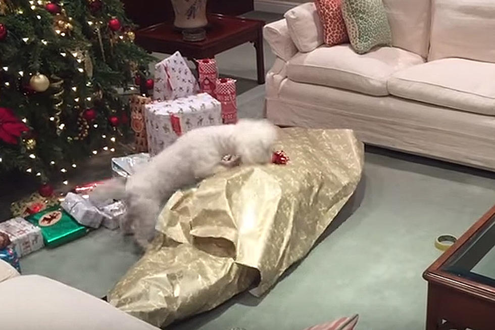 Deliriously Happy Dog Unwraps Owner for Christmas