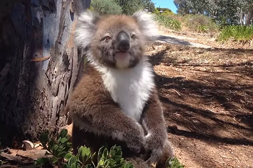 Sad Koala Booted From Tree Has Ear-Bleeding Meltdown