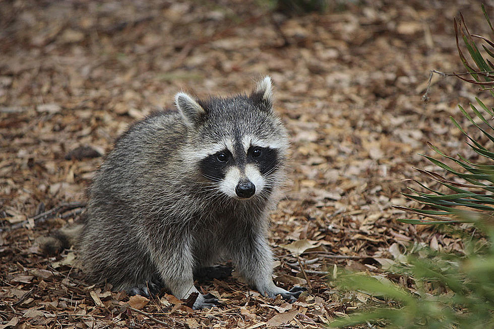 Raccoon Devastated When His Food Magically Disappears [VIDEO]