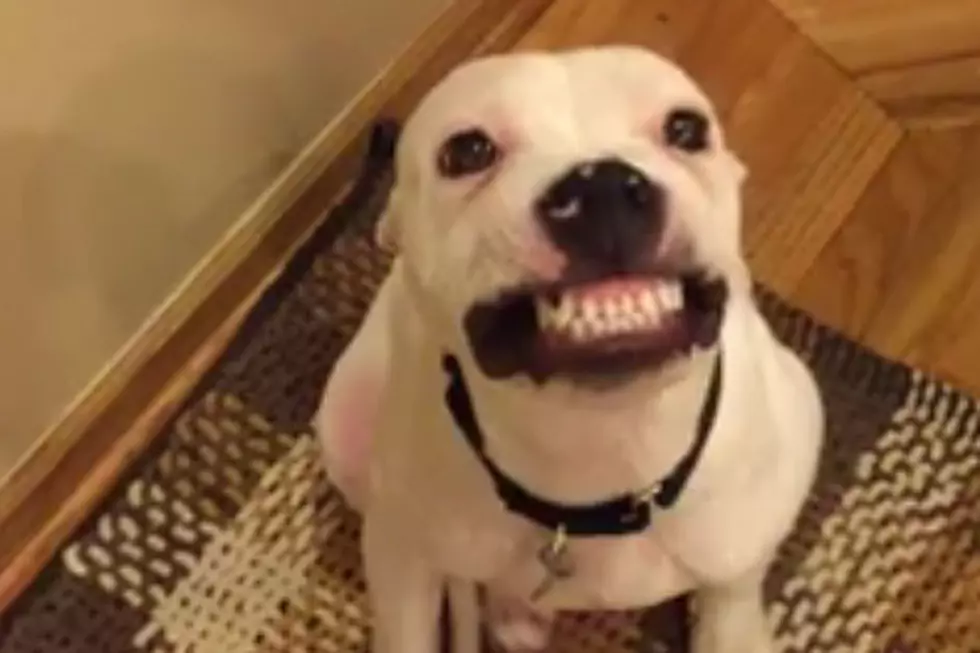 Awesome Dog Smiles Whenever Someone Says ‘Cheese’