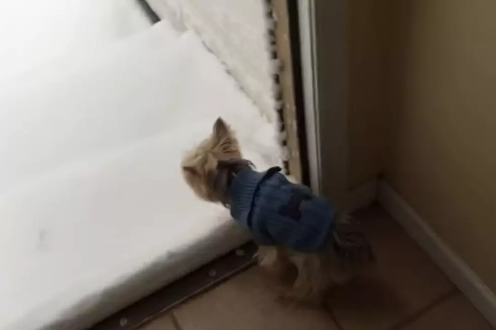 Chilly Pup Says ‘No Thanks’ to Frolicking in the Snow