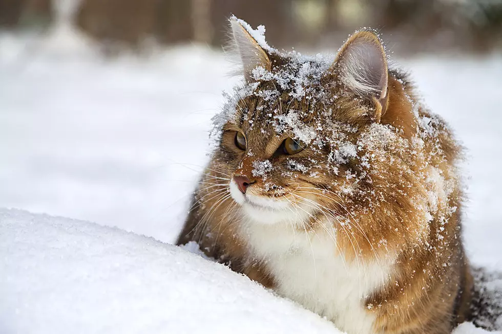 Skiing Cat Makes the Slopes His Own Winter Wonderland