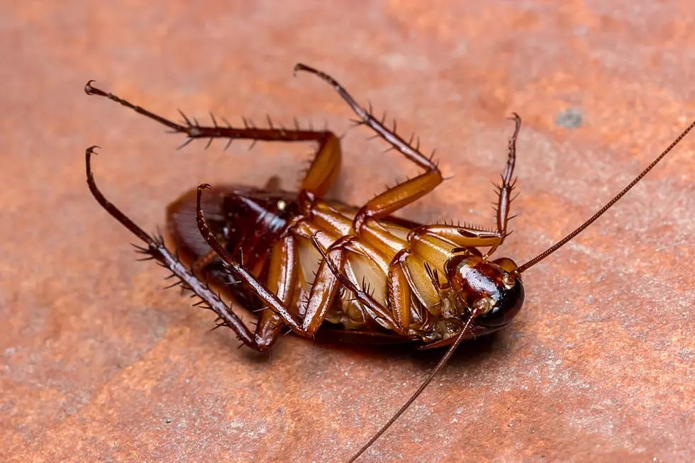 Name a Cockroach After Your Love This Valentine's Day