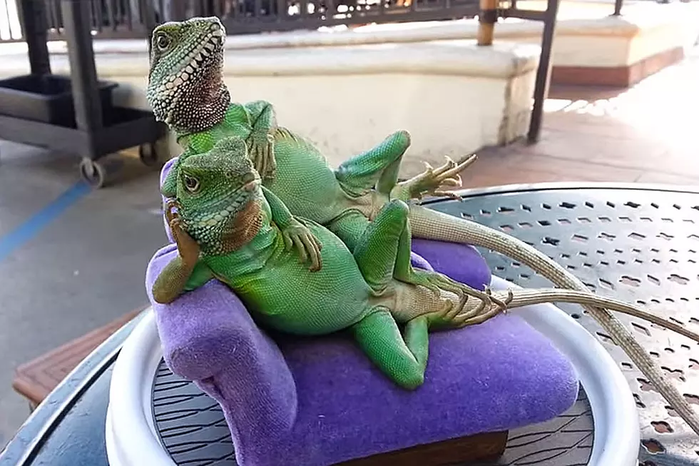 These Hollywood Lizards Are More Chill Than You Can Ever Hope To Be