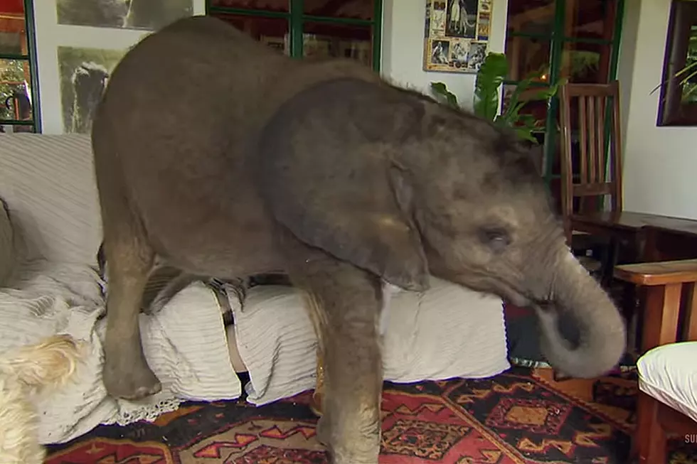 Baby Elephant Runs Roughshod in Human Home