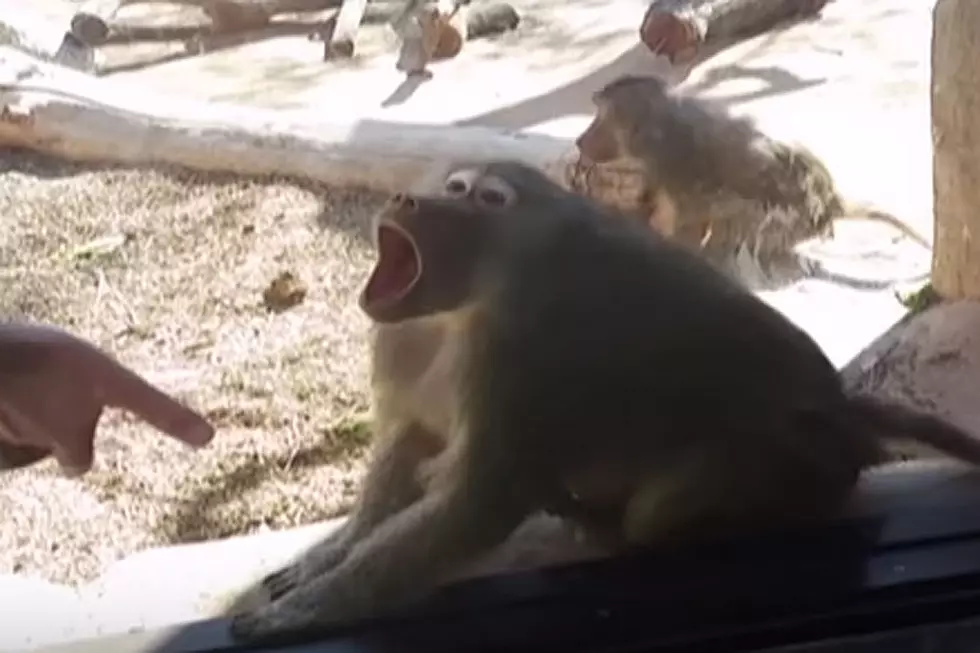 This Baboon Is Totally Flabbergasted By a Magic Trick