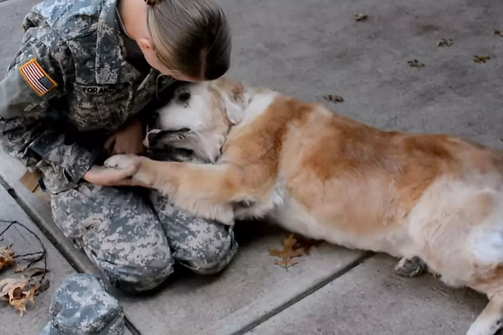Joyful Dog Goes Bananas When Soldier Owner Returns Home