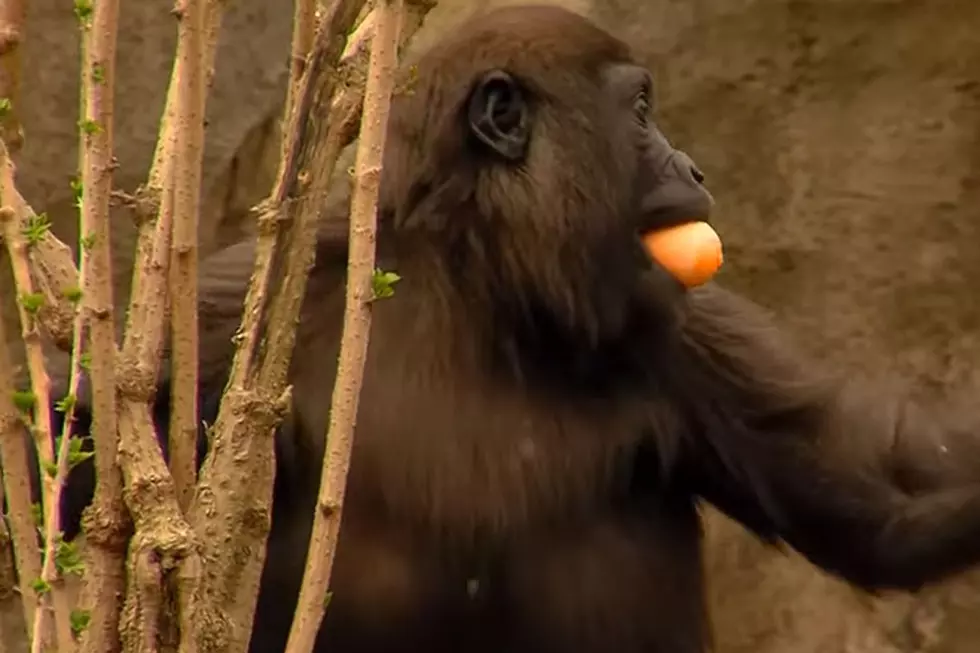 Easter Egg-Hunting Gorillas Will Get You in the Holiday Mood