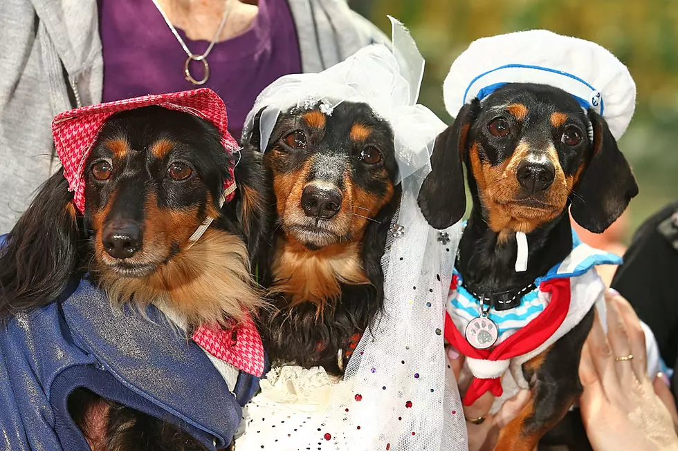 Is Your Puppy Pageant Ready? Now's Their Chance