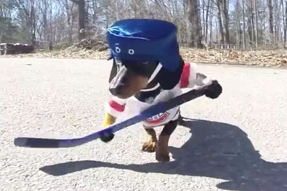 Dogs Playing Hockey Are Even Cuter Than You Think