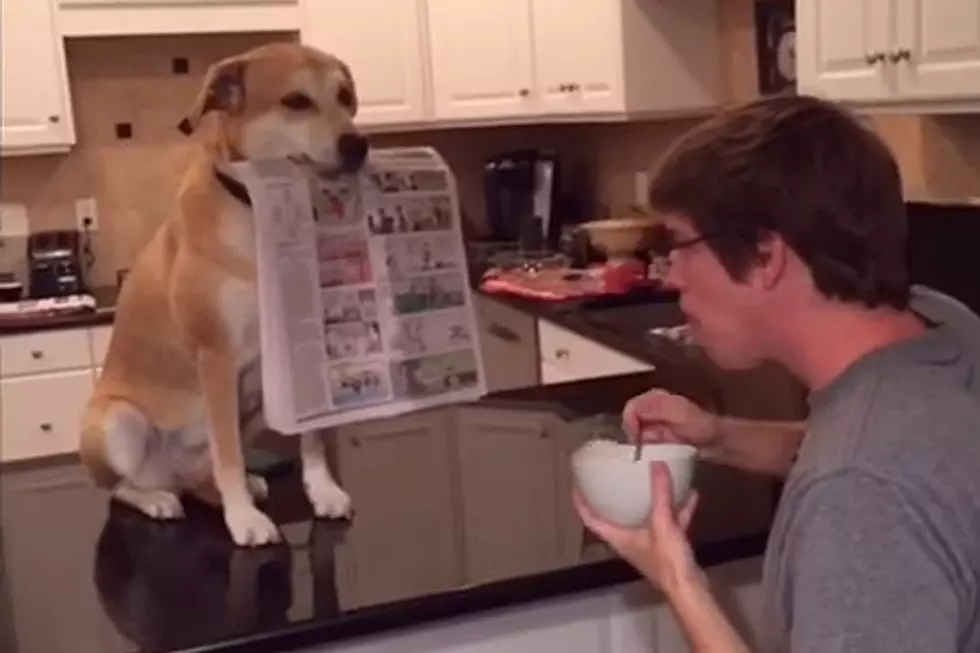 Meet the Most Helpful Dog You’ll Ever See