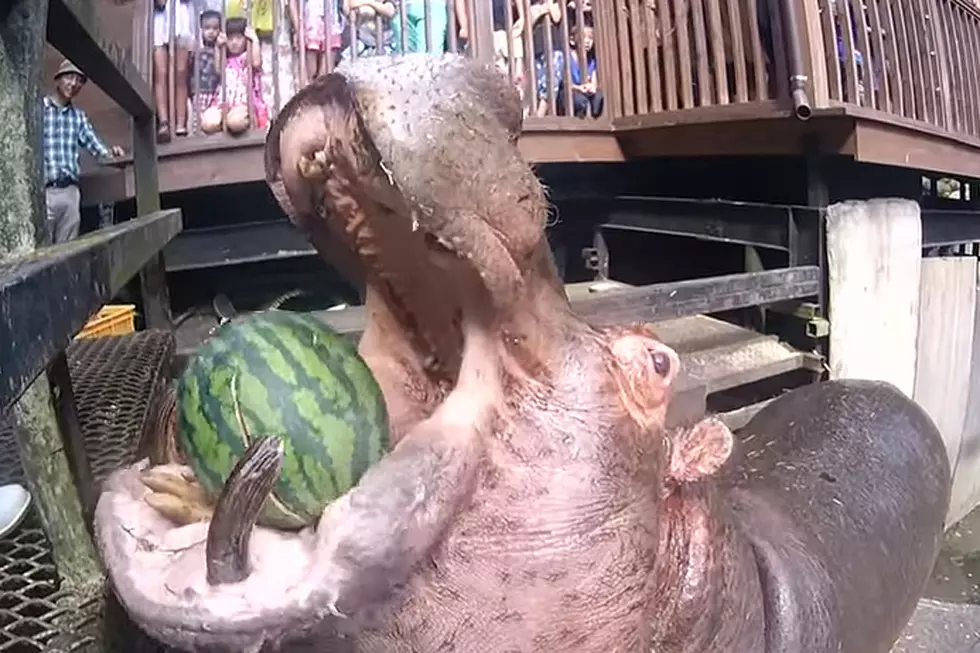 Hippos Crush and Devour Watermelon Like Famished Rock Stars