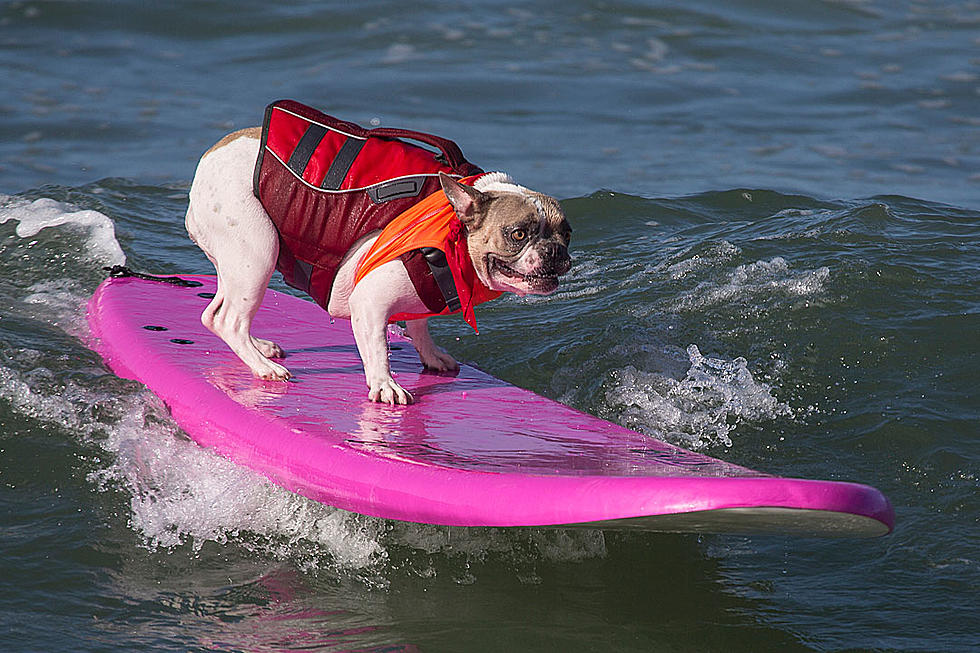Surfing Dogs 