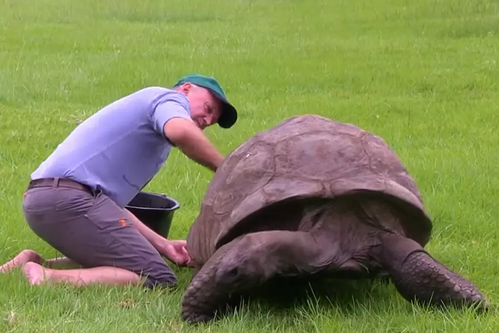 Watch (Stinky) 184-Year-Old Tortoise Get Its Very First Bath