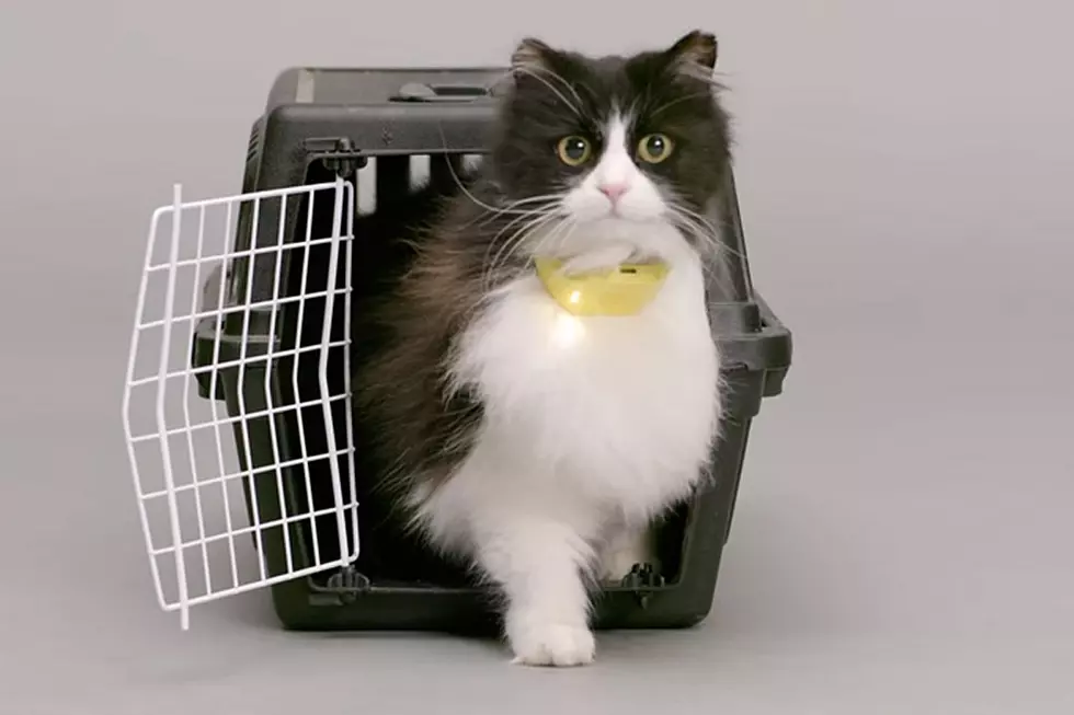 Talking Cat Collar Could Be a Real Game-Changer