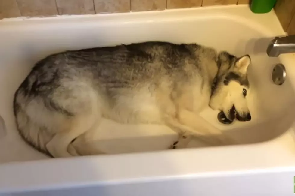 Ornery Dog in Bathtub Throws Hilarious Hissy Fit