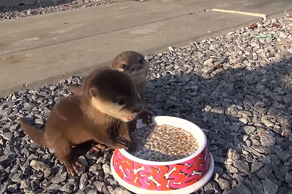 baby otters are too cute