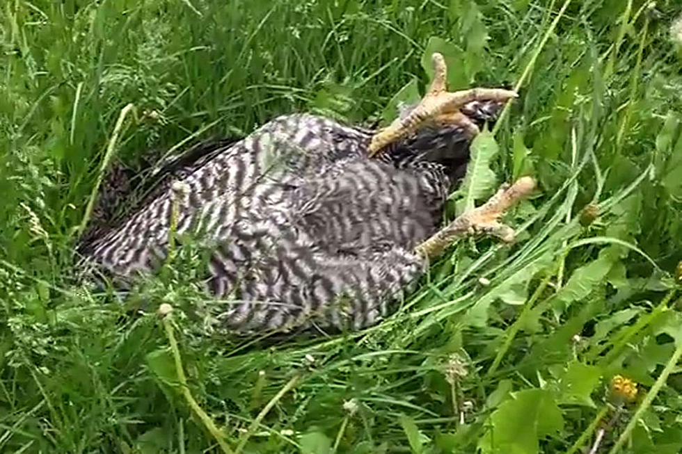 Man Scares Holy Heck Out of Sleeping Chicken