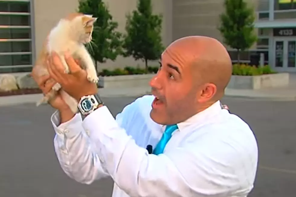 Kitten Adorably Barges In on Reporter’s Live Shot